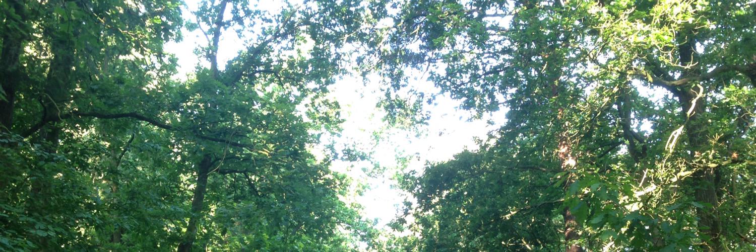 symonesx's profile banner image