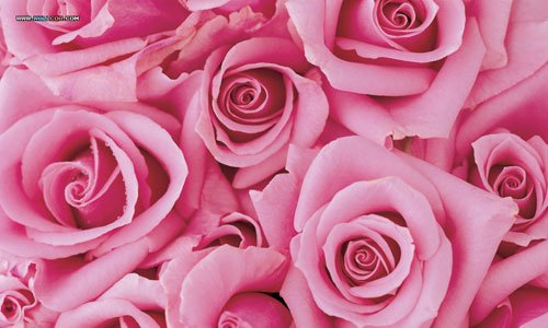 Raudhatuul's profile banner image
