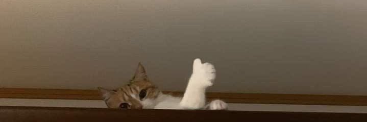 midnight 🌛 banner