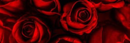 ShineyAngelin's profile banner image