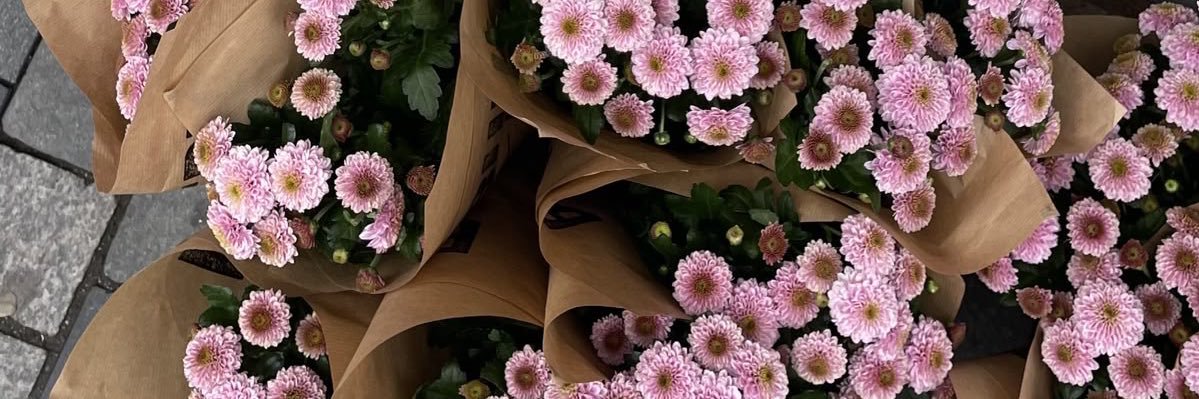 Lau Cañibano🇮🇨 banner