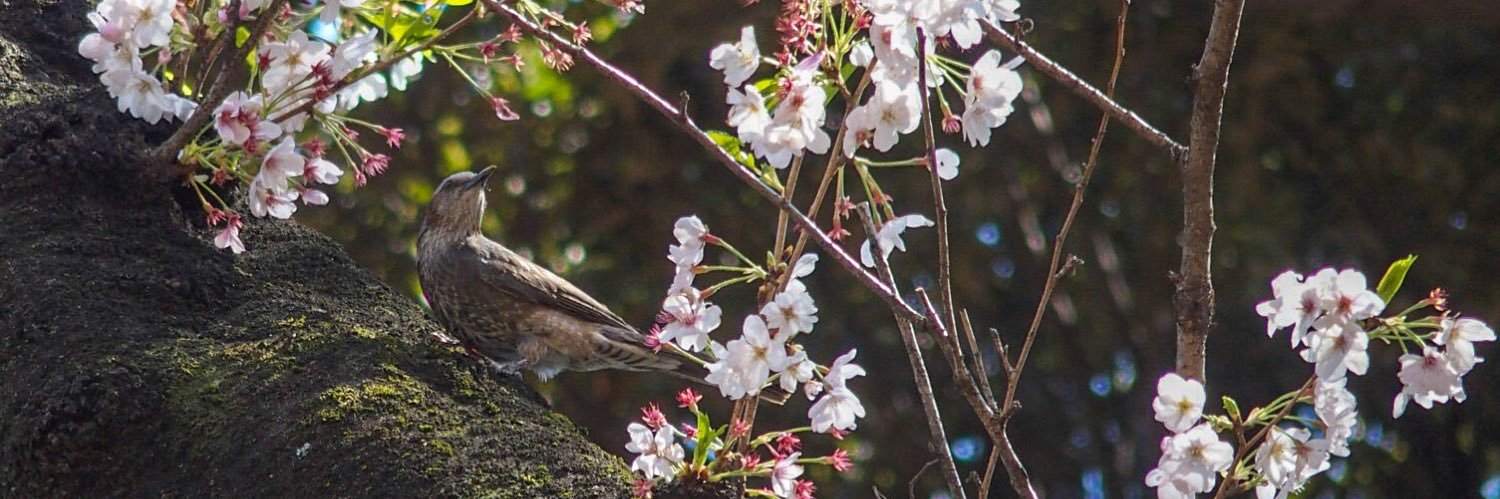 maisaloon's profile banner image