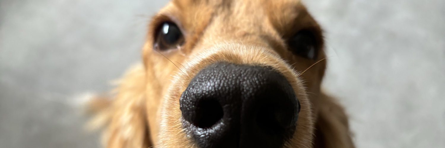 __carolfss's profile banner image