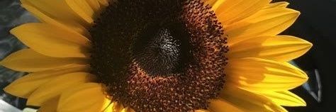 Cci_Ditre's profile banner image