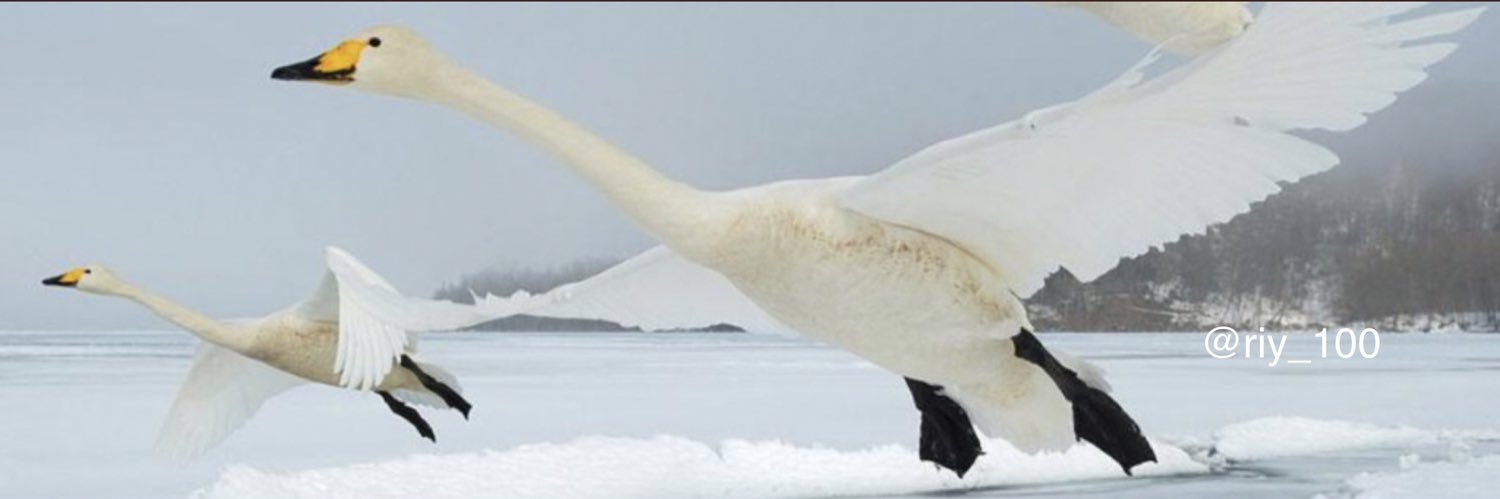 1 .. نـادر banner