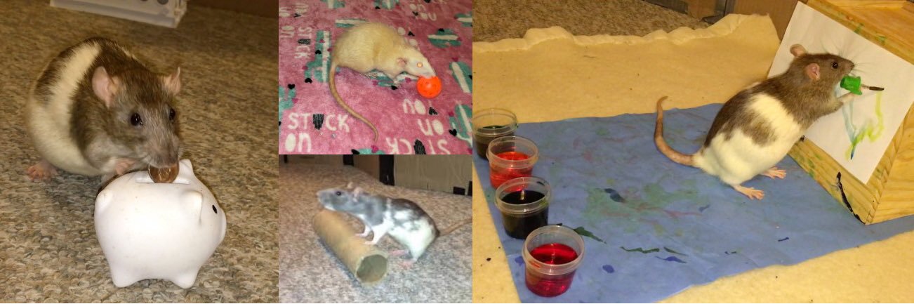 Shadow the Rat's banner