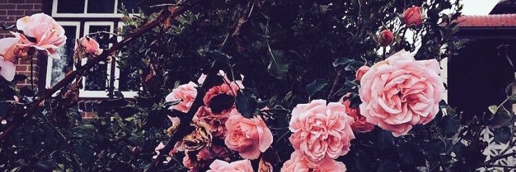 zwlfa's profile banner image