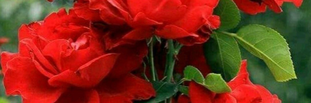 duvivedi's profile banner image