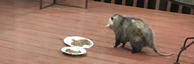 🌸 Keehl 🌸 banner