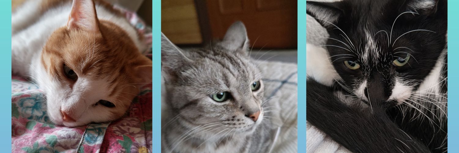 chamchamchamcha's profile banner image