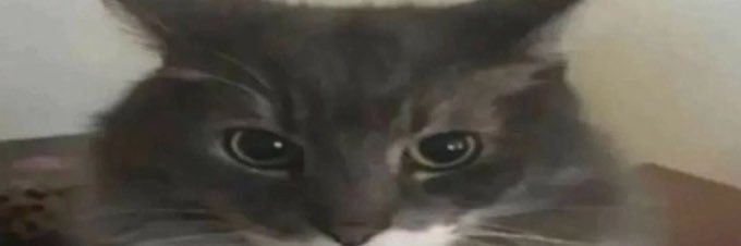 ceruleanluvr's profile banner image