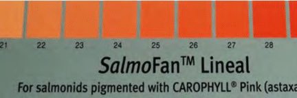 SᴀʟᴍᴏFᴀɴ 😱 banner