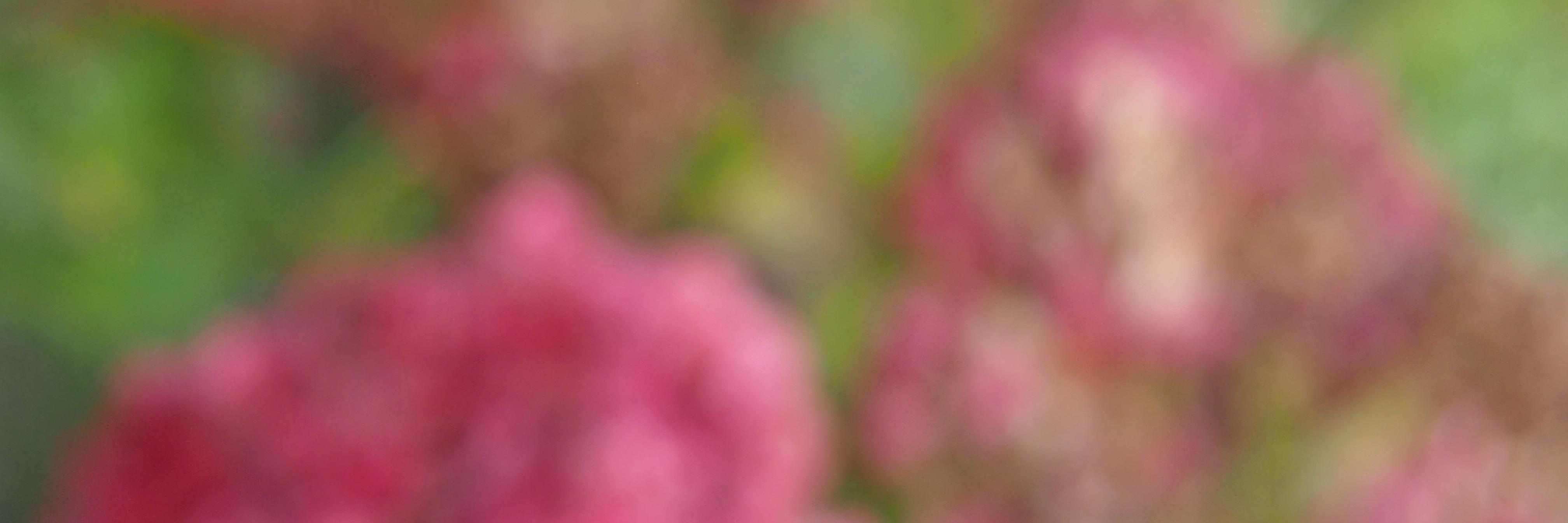 Niki_DeSy's profile banner image