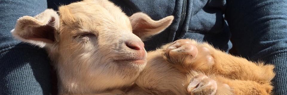 gretchensoppy's profile banner image