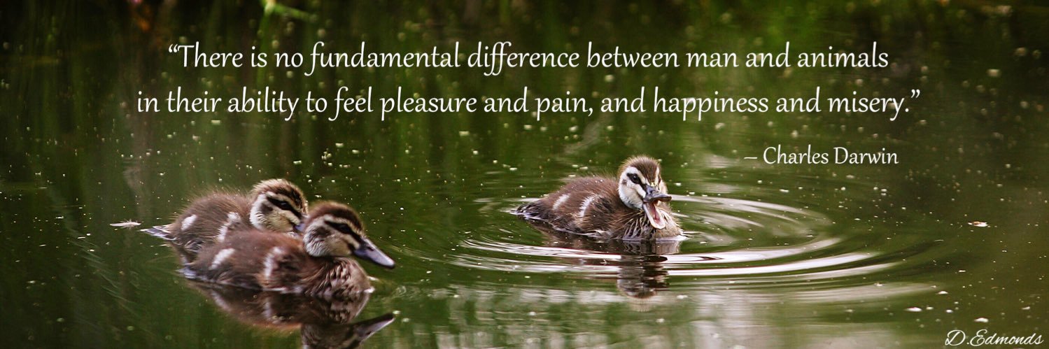 Debra Edmonds🐾 banner