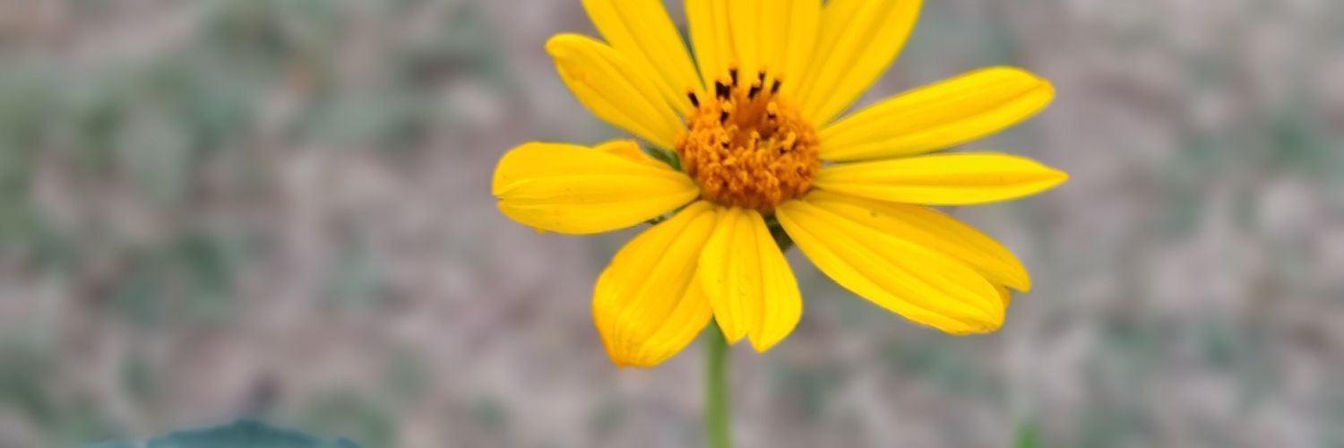 AlvitosBrenda's profile banner image