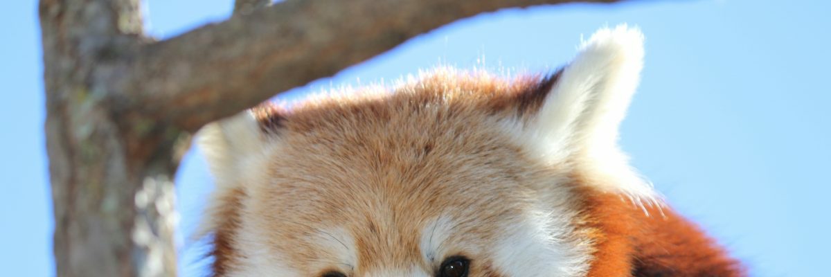 NrchK_'s profile banner image
