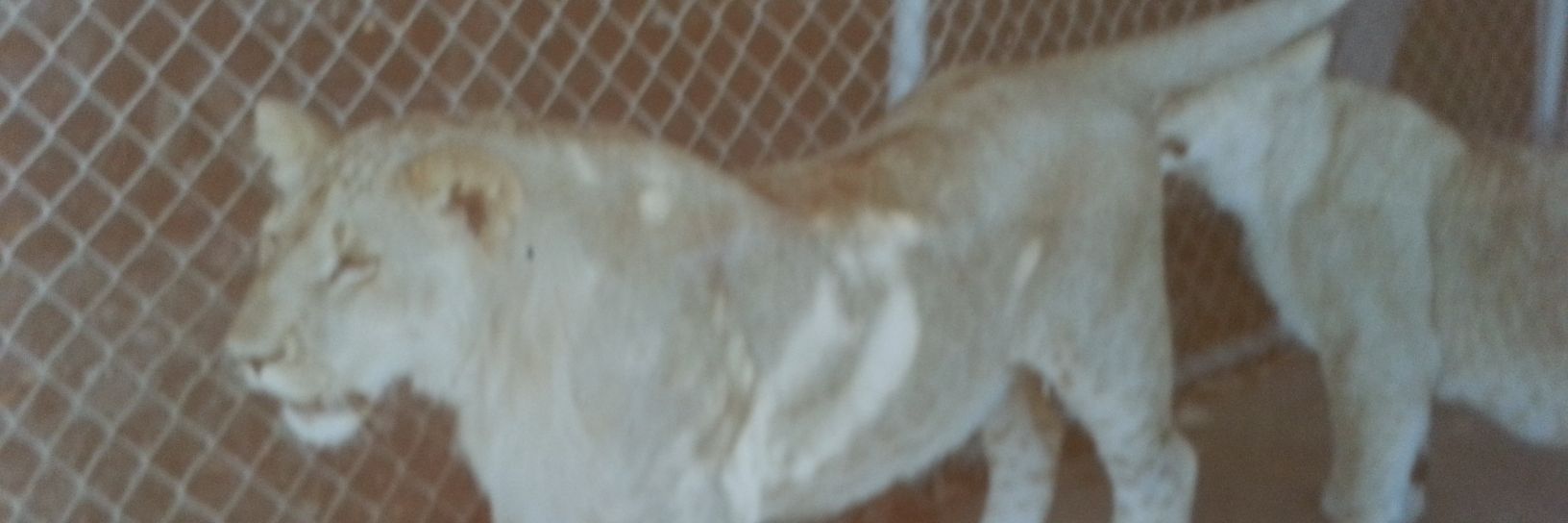 deerfeeder101's profile banner image