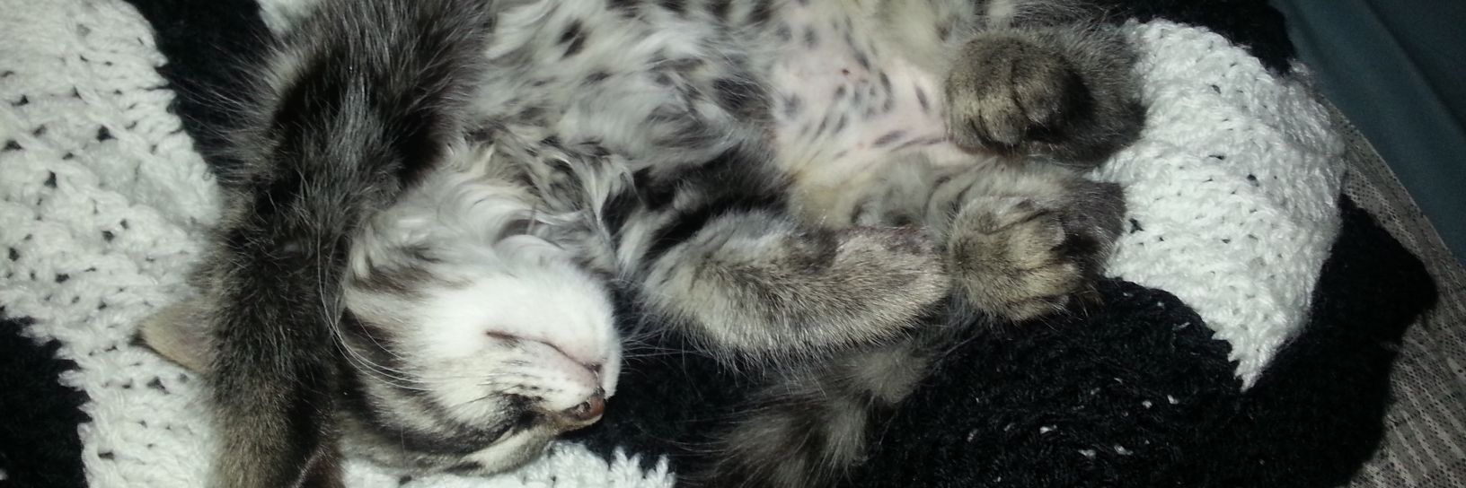 Brian Boddis🇨🇦🇺🇦 banner