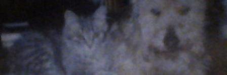 ARLANIGO's profile banner image