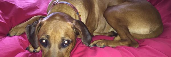 SCChampion Profile Banner