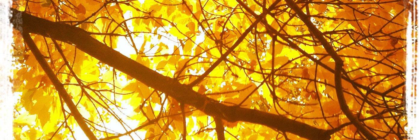 KDChapman's profile banner image
