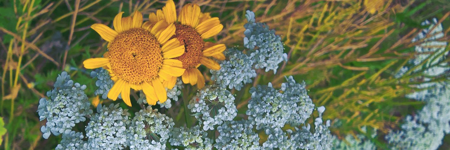 ❥ 𝙄𝙨𝙖's banner
