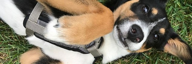 TheBooneDoggie's banner