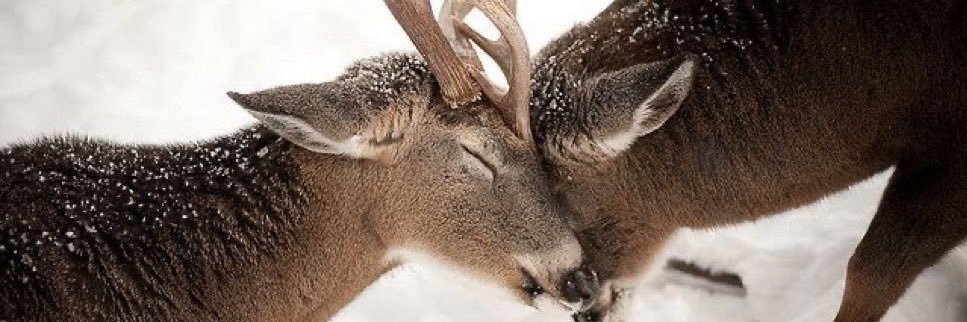 pyramid head apologist banner