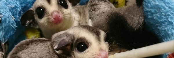 MoMoRep2 Profile Banner