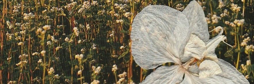 yeemokid's profile banner image