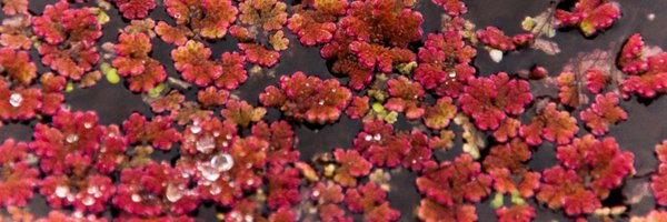 LauraAzolla Profile Banner