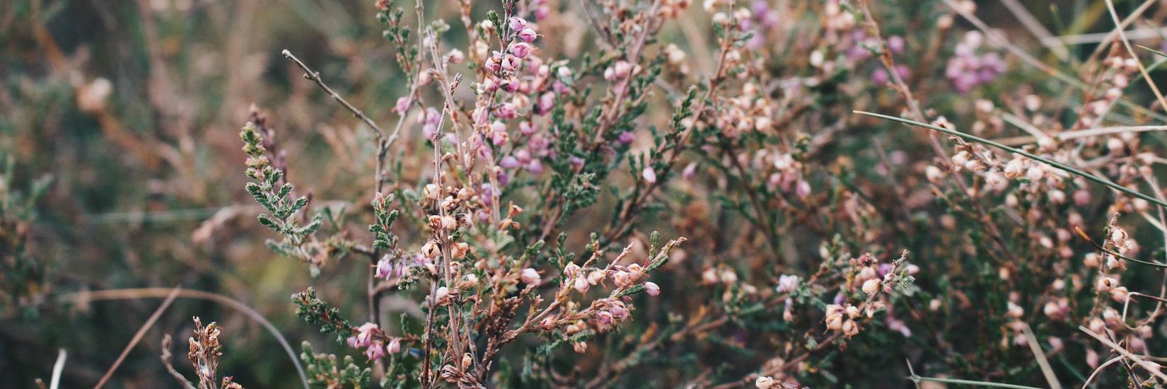 Natasha Procenko banner