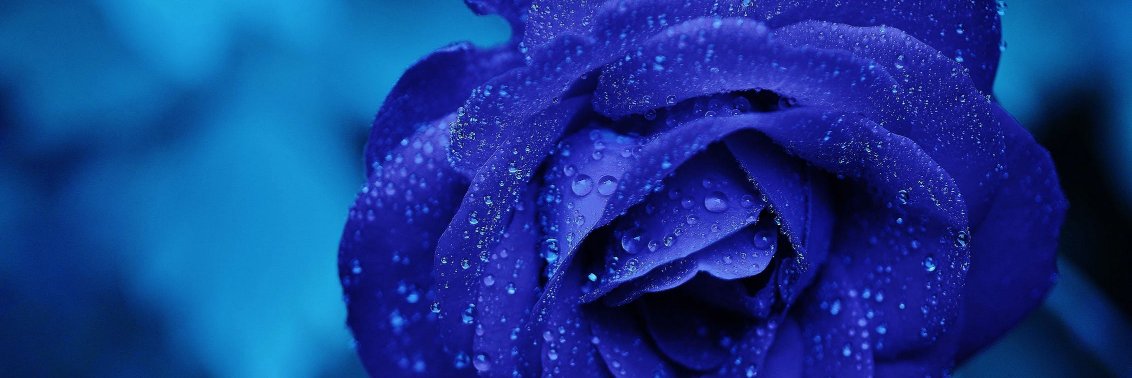 MelisaDotson11's profile banner image