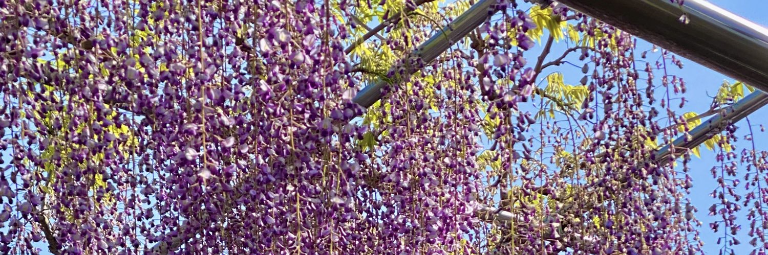 六花 banner
