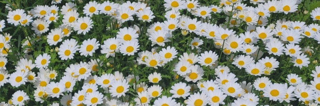 nindinoona's profile banner image