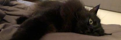 Kitty H banner