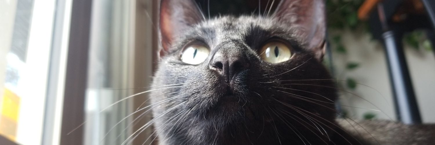 stevie_webber23's profile banner image
