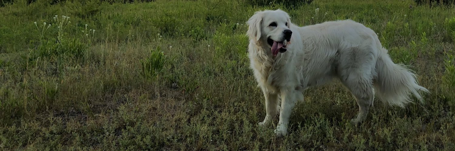 NorthernTails banner