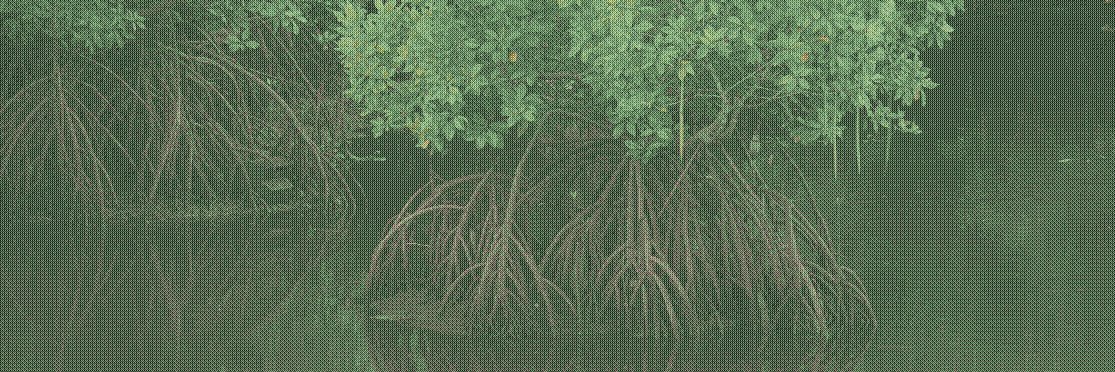 AbacateArcano's profile banner image