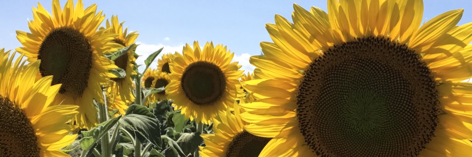 julsdoce's profile banner image