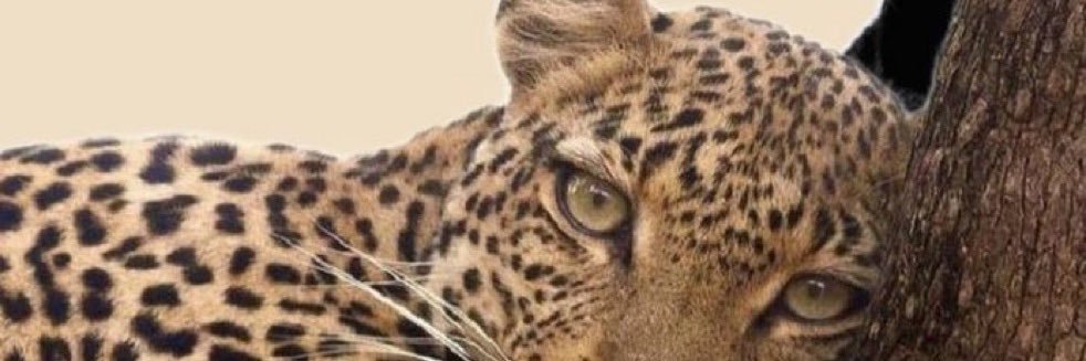janeianaa's profile banner image