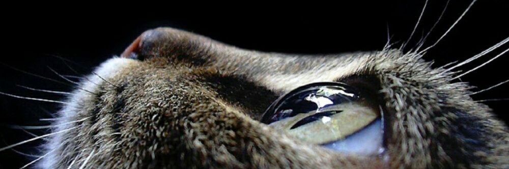 AlexxMeinert's profile banner image