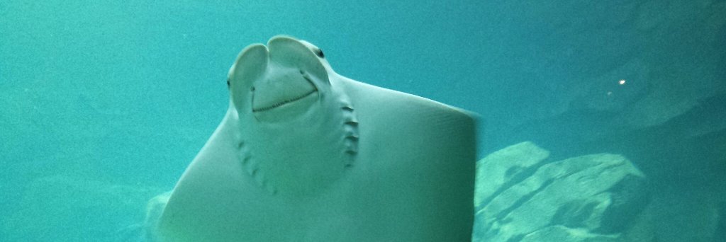 Sarah Rogers banner