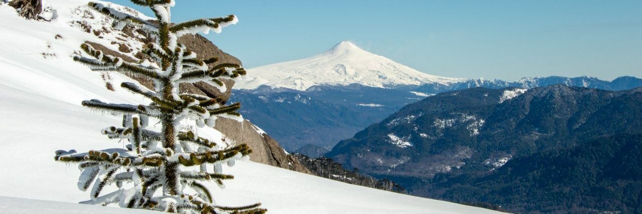 Patricia Darez banner