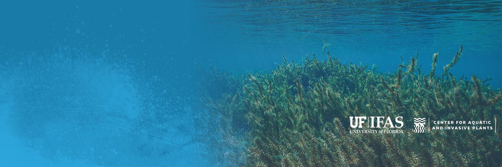 UF IFAS Center for Aquatic and Invasive Plants banner