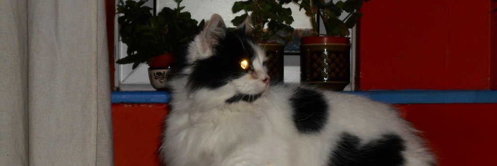 Lottie Fluffalot banner