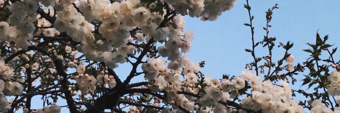 lyssasp's profile banner image