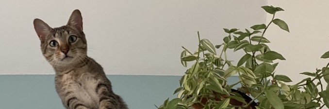 laaraalenca's profile banner image