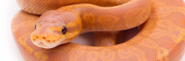 bradboareptiles Profile Banner